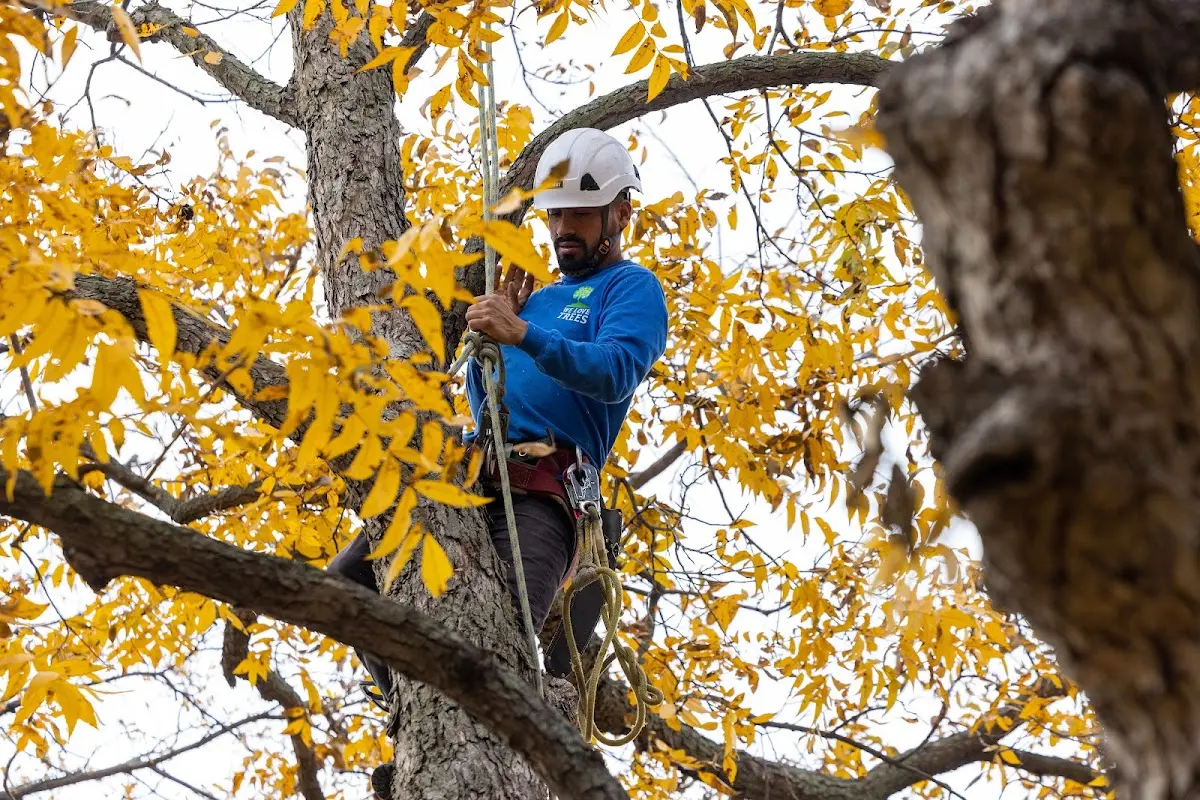Skilled Storm Damage Cleanup crew working in Scobey
