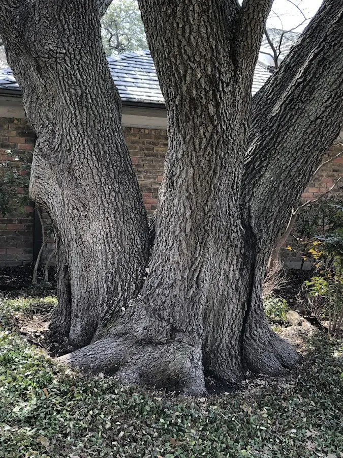 Mature heritage tree close to a Scobey property cared for by certified arborists